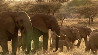 The Frontline of Elephant Protection | This Wild Life | BBC Earth