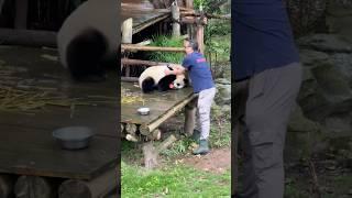 Struggling Grandpa vs Stubborn Panda! 고군분투하는 할아버지와 고집 센 판다! #둥이 #cute #animals #funny