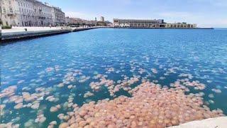 Jellyfish Invade Italian City