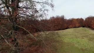 Magic tree in Malé Karpaty