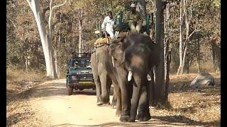 Pench Wildlife Park final Drive then we head for Tadoba - Part 9 of 5 Tiger Reserves of India