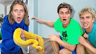 Found a VICIOUS SNAKE Living in STEPHEN SHARER's HOUSE!