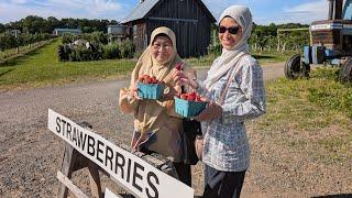 Melawat Kebun Buah dan Sayur terus petik Strawberry  di Amerika bersama Keluarga dari Malaysia