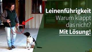 Leinenführigkeit - Warum klappt das nicht? Mit Lösung!