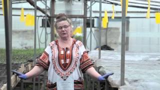 Феромонные ловушки для насекомых. Урожайные грядки.