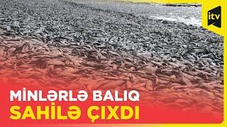 Bu qəsəbədə hər gün balıqların kütləvi ölümü qeydə alınır | Çaskomus, Argentina