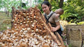 Harvest Weevils from Rotten Palm Trees to Sell at the Market - Cooking with My Son | Trieu Thi Thuy