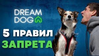 5 правил запрета  Как научить собаку команде Нельзя  Приучить щенка слушаться и понимать Фу, Нет 