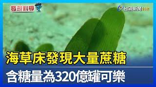 海草床發現大量蔗糖 含糖量為320億罐可樂【發現科學】