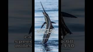 Sailfish - The fastest Swimmer #shorts