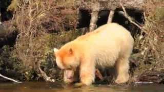 GREAT BEAR RAINFOREST © Daisy Gilardini