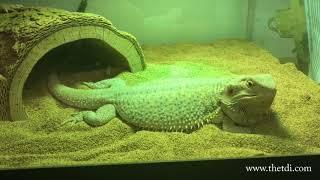 Saying Hi to Our Breeder Beardies!