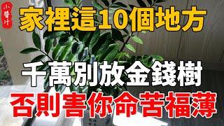 不是嚇你！金錢樹放在家裏這10個地方，一家三代難享福，今生後世註定命苦！#生活小醬汁