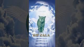 RIP CALA ️ (I Go Meow Cat)