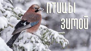 Winter birds / Winter fairy tale with characters - birds