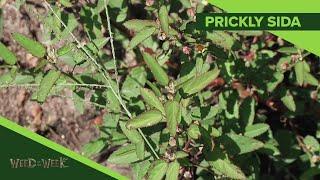 Weed of the Week #1087 Prickly Sida (Air Date 2-3-19)