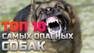 ТОП 10 САМЫЕ ОПАСНЫЕ ПОРОДЫ СОБАК