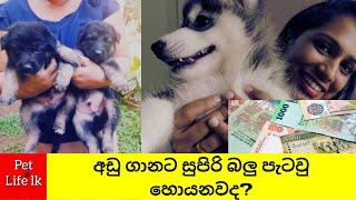 Dog price in Sri Lanka | අඩුවට සුපිරි බලු පැටව් සහ මිල ගනන් | Puppies price 2021 sinhala-Pet Life Lk