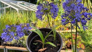 The ups and downs of growing our own Agapanthus seedlings