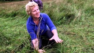 Flax field practise plaiting session