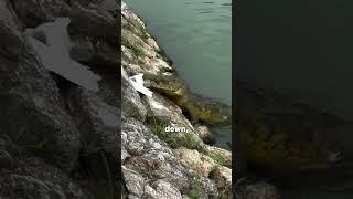 This Crocodile Took Them Both 