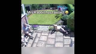 miss rabbit has fainted || funny not my video