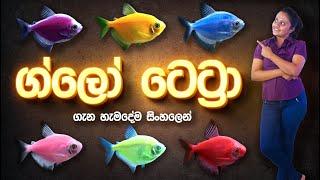 ග්ලෝ ටෙට්‍රා ගැන සියලු දේ | All about Glow Tetra fish | Anything.LK