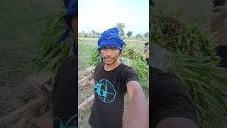 Sapphire | Migratory Aman #villagerlifestyle #vlogger #vlog #dailylife #dailyvlog #farmer #edsheeran