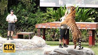 Tiger Island Show at Dreamworld Gold Coast Australia 4K 2021