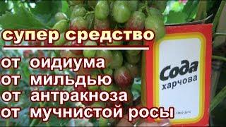 CОДА ПИЩЕВАЯ + ЙОД+ МАРГАНЕЦ  от ОИДИУМА, МИЛЬДЬЮ АНТРАКНОЗА.. ОПРЫСКИВАЕМ во время созревания ягод