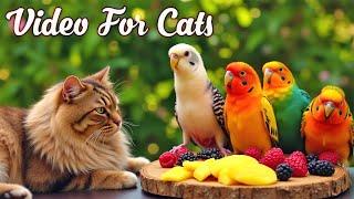 Cat TV for Cats to Watch Birds and SquirrelsPerfect Video for Indoor Cats Episode 9 | 3H of Videos