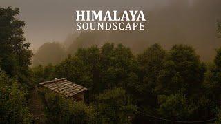 Relaxing sounds of birds from the Himalayan forest