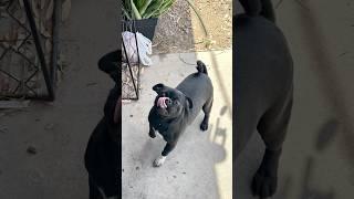 Siempre te llevare en mi corazon Dorys #doglover #perritos #amorperruno #youtubeshorts #rip