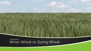 Winter Wheat vs. Spring Wheat