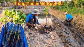 Hôm Nay Hai Lúa Trồng mít ruột đỏ sơ vàng
