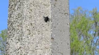 Carpenter bee (Xylocopa) seen in Ukraine