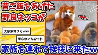 【2ch動物スレ】昔餌をあげたことがある野良ネッコが→大家族を連れて帰ってきたｗ