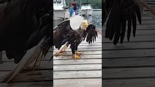 An eagle that knows gratitude #animals #shorts