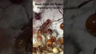 Red Harvester ants from Texas.