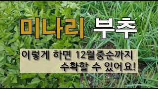 미나리 부추 이렇게 하면 12월 중순까지 수확할 수 있어요! #11월에 미나리 가꾸기 # 11월 부추 잘 가꾸는 방법.