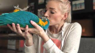 DO MACAWS MAKE GOOD PETS? | Must Knows About Macaw Parrots