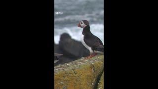 Puffin population soars by a third on tiny Scots island. #puffins #isleofmay #scotland