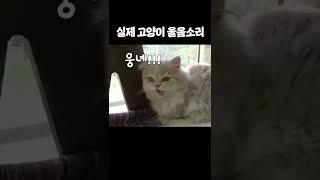 고양이는 "야옹"하고 울지 않습니다