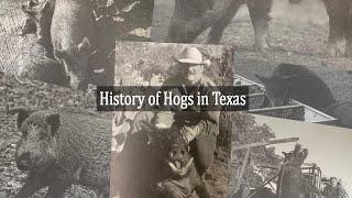 History of Hogs in Texas | Texas Wildlife Series | West and Swope Ranches