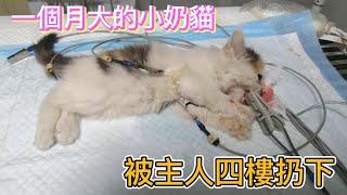 一个月大的小奶猫，被主人从四樓随手扔下，它到底做错了什么！