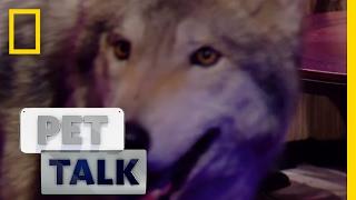 Wolf Dogs are a Dangerous Trend | Pet Talk