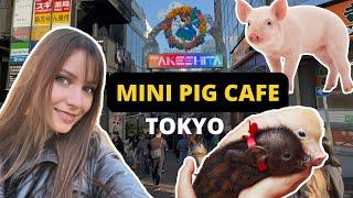 Micro Pig Cafe Tokyo — WORTH IT?