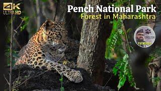 Forest Safari in Pench National Park | Tiger Reserve in Maharashtra | Leopard in Jungle Safari