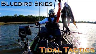 Chesapeake Snakehead Tidal Tactics and Bluebird Skies: Topwater, Swimbaits, & Snakehead Patterns