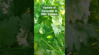 Update of coriander in hydroponics DWC system #viral #satisfying #trending #amazing #shorts